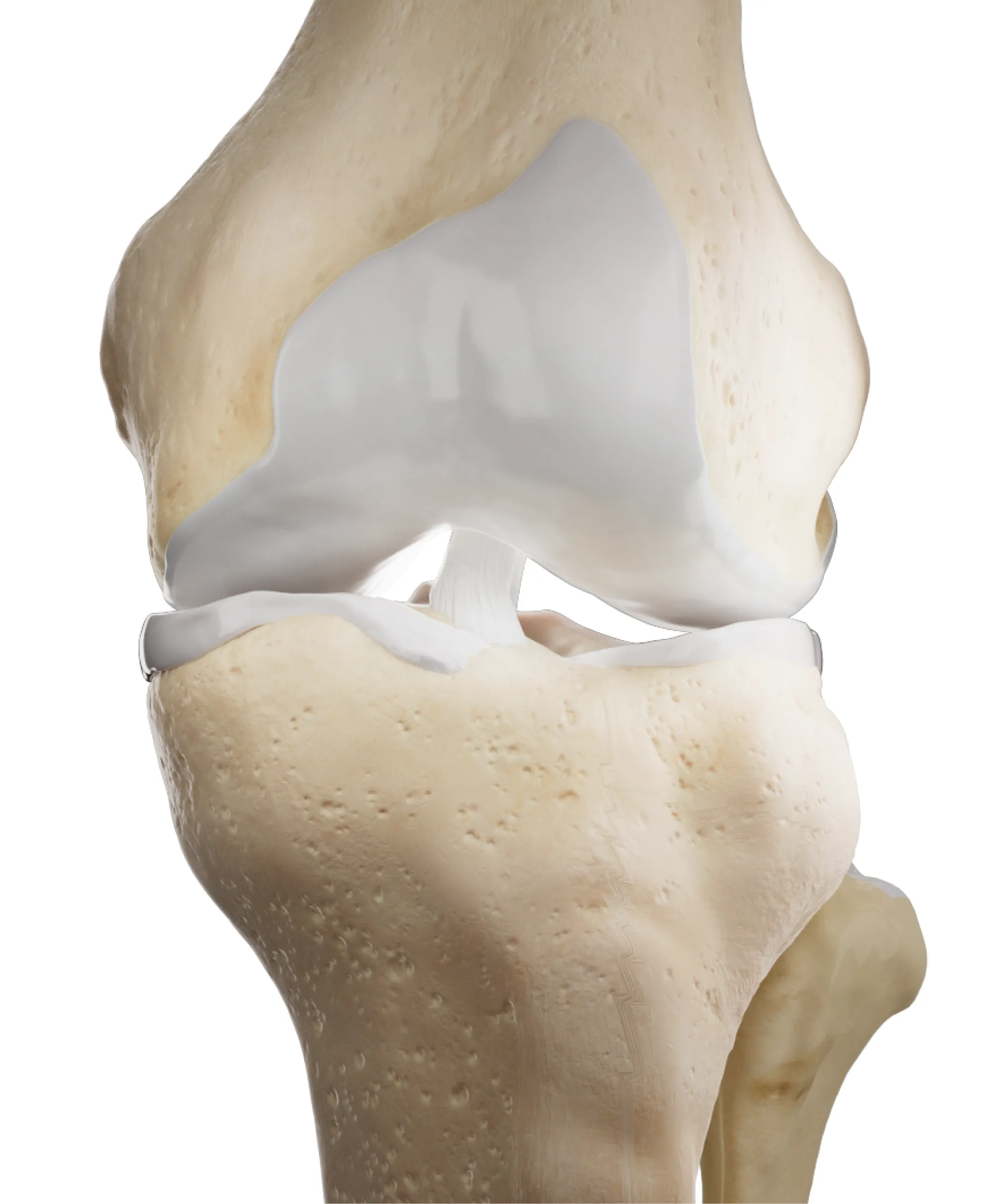A close-up computer-generated skeletal image of a healthy knee